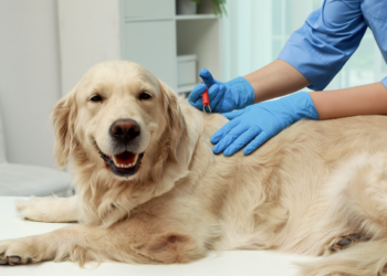 Bescherm Uw Hond Tegen Teken en Vlooien