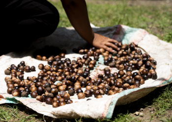 Kruiden met impact: Verstegen’s duurzame weg naar de toekomst