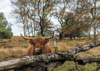 Wild avontuurtje? Beleef de herfst op de Veluwe!