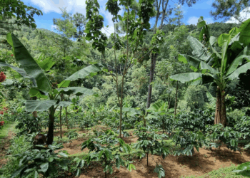 JDE PEET’S richt zich met het Common Grounds programma op verduurzaming van de gehele koffieketen; van boon tot kop
