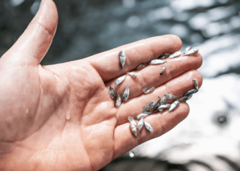 Vis van het land: The Kingfish Company in Zeeland laat zien hoe voedselinnovatie natuur kan beschermen