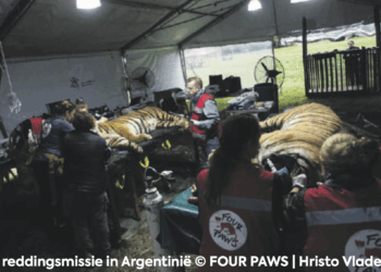 VIER VOETERS strijdt voor dierenwelzijn wereldwijd