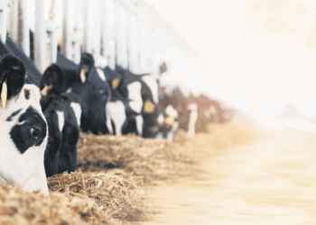 Van duurzaam naar nóg duurzamer: geef boeren ruimte om te investeren