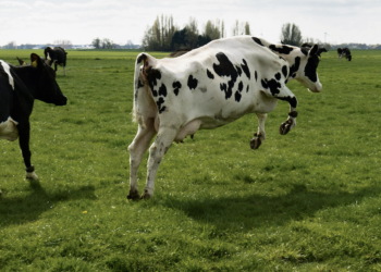 Wil je er dit voorjaar op uit? Deze vijf uitjes zijn leuk voor het hele gezin